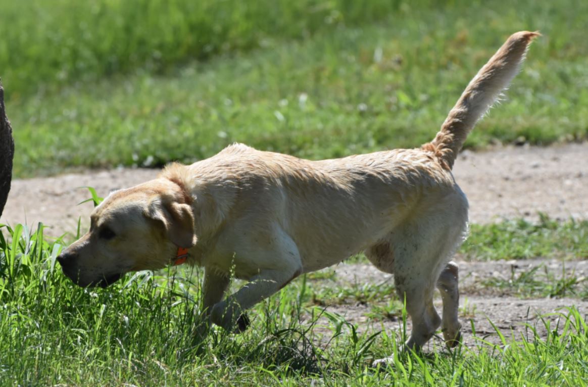 HRCH Lugo's I'd Rather Be A Benelli MH | Yellow Labrador Retriver