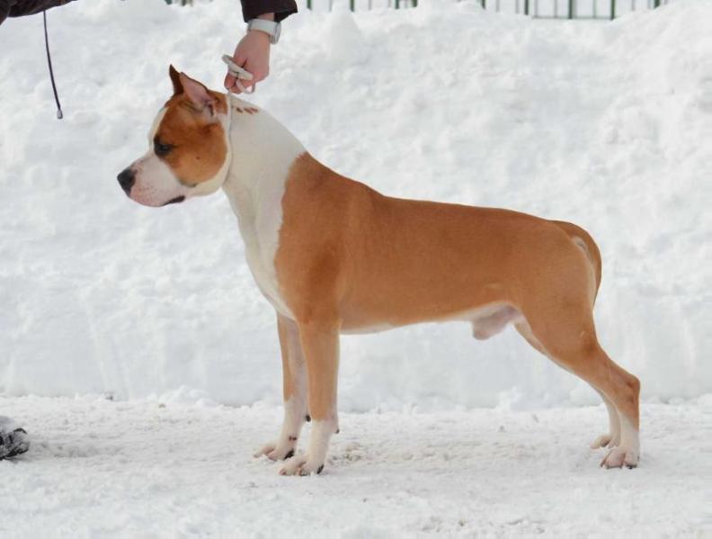 Igrivyj Malysh | American Staffordshire Terrier 
