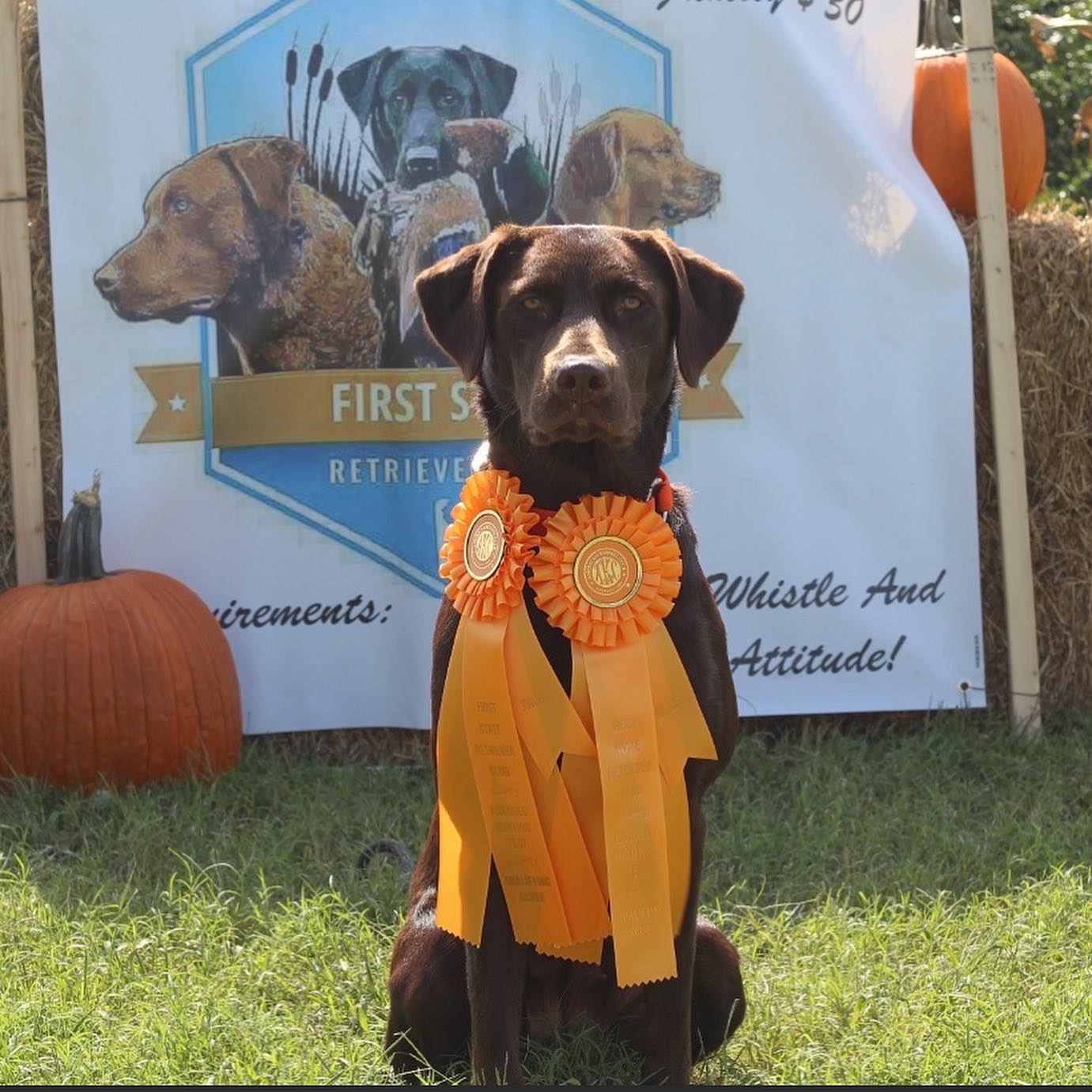 Big Rivers Smokin Benelli JH | Chocolate Labrador Retriver