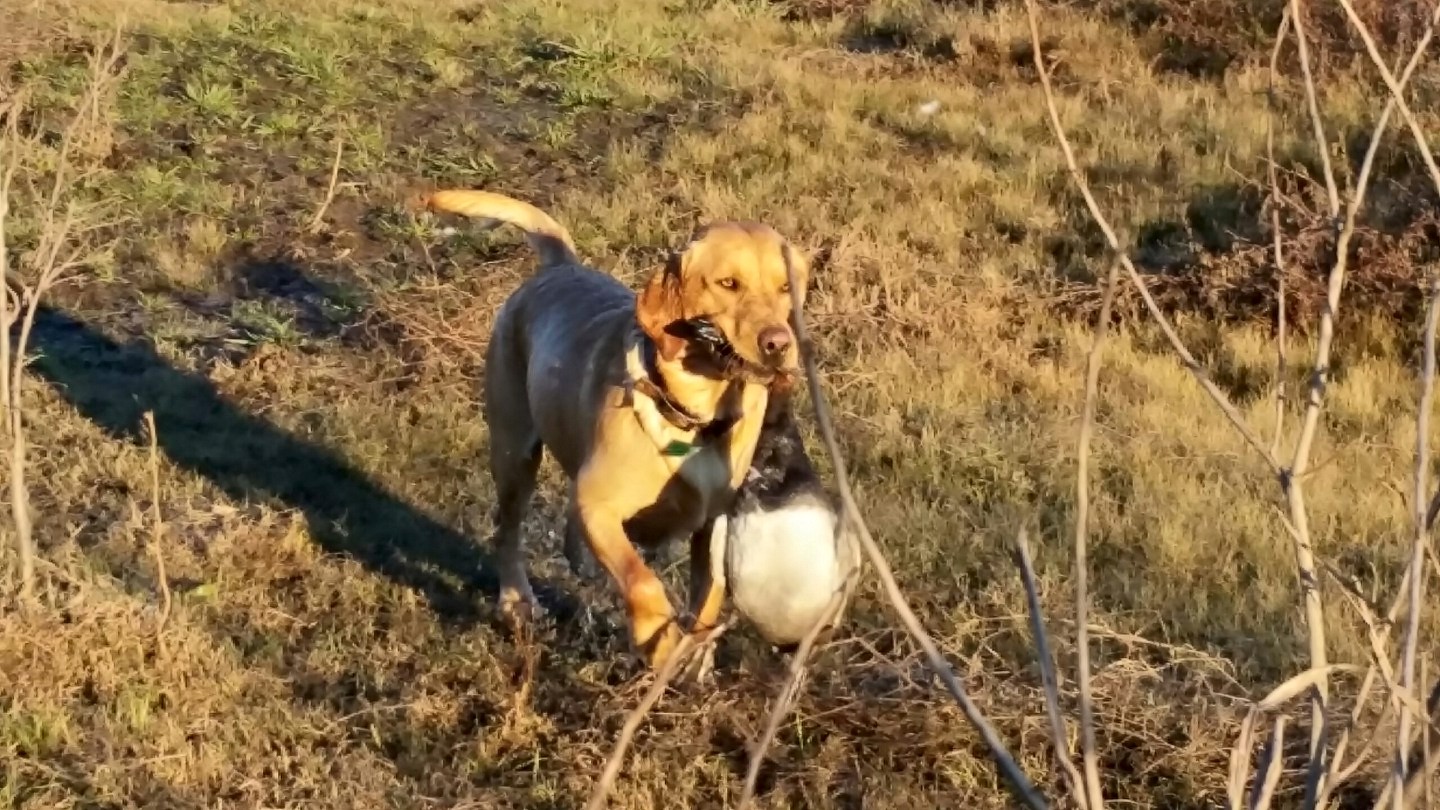 Troy's Ripley On The Water | Yellow Labrador Retriver