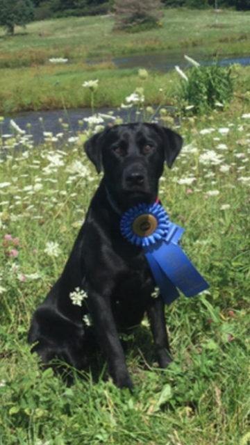 FC Heartbeats Sweet Georgia Peach | Black Labrador Retriver