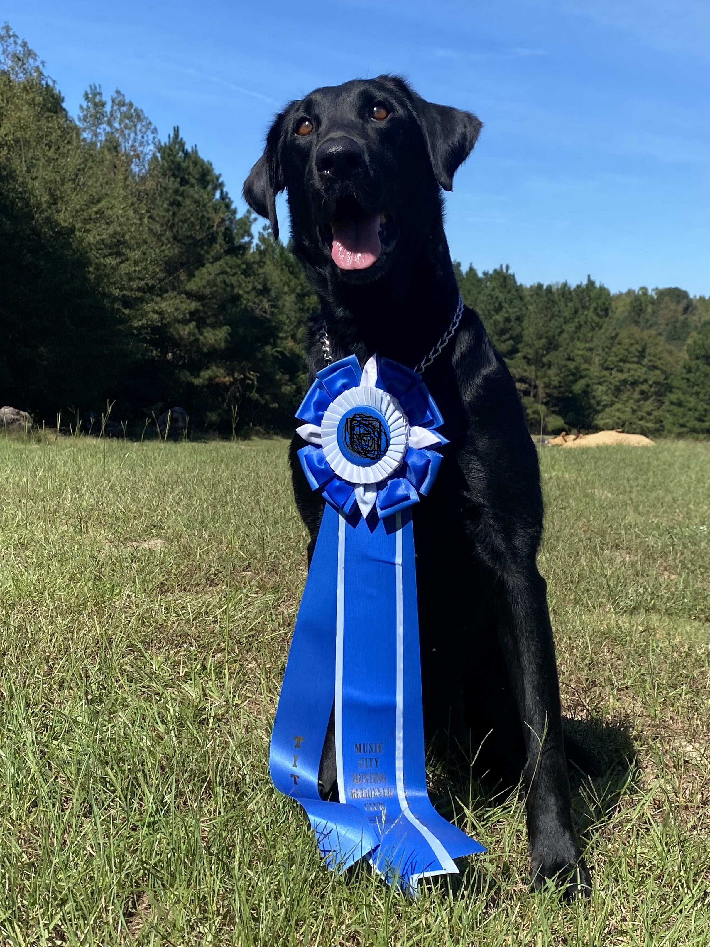 Coppertop Repeat After Me | Black Labrador Retriver