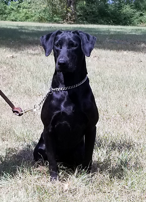 Cross Creek's Into The Wind | Black Labrador Retriver