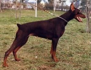 Vita di Campovalano | Brown Doberman Pinscher