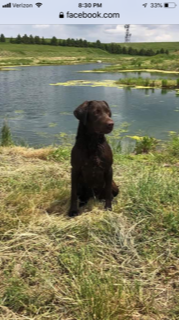 HR Gator Points On The Deck "sully" | Chocolate Labrador Retriver