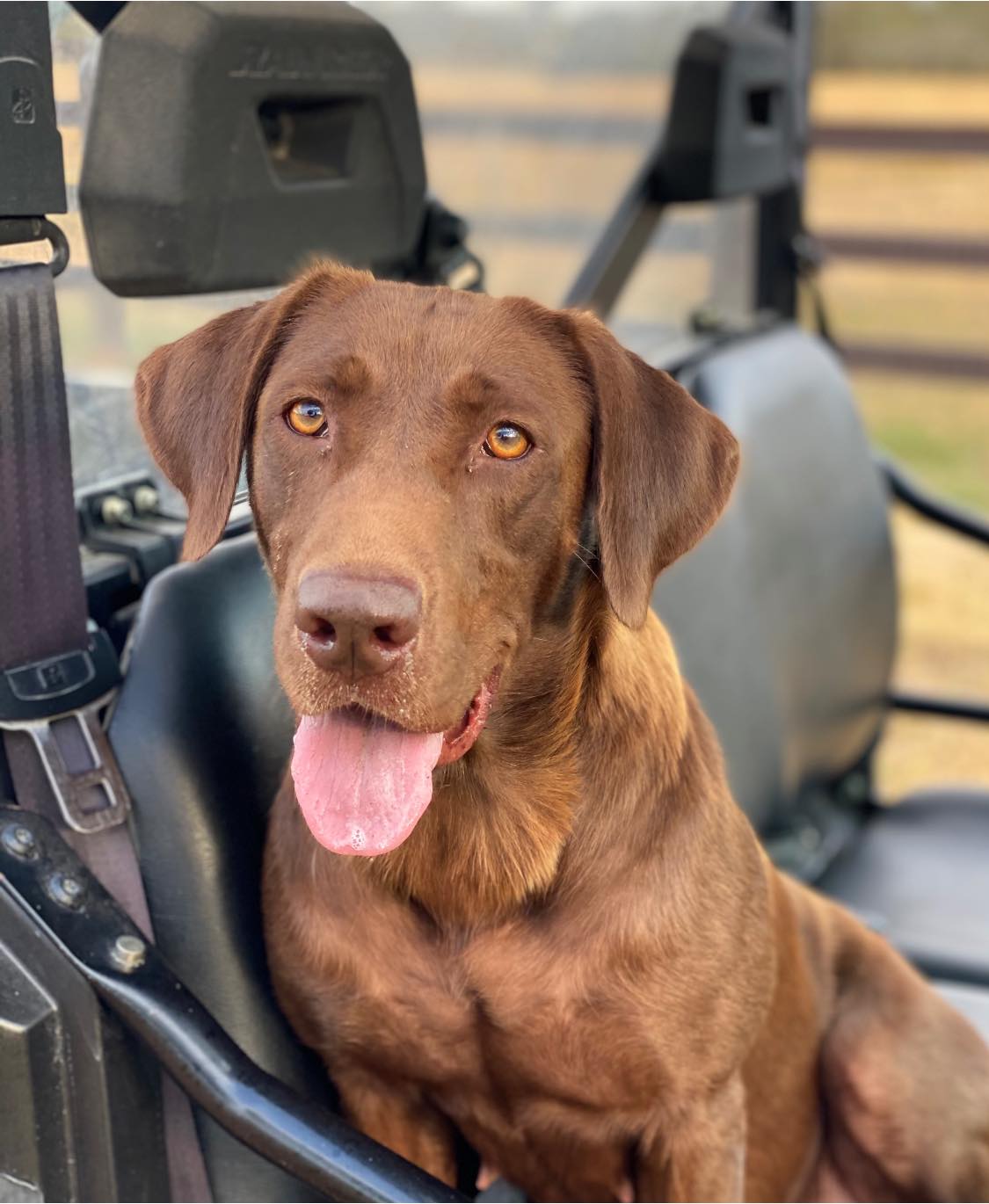 HRCH Murray's Ghadar Loirg Gump's Jenny MH | Chocolate Labrador Retriver