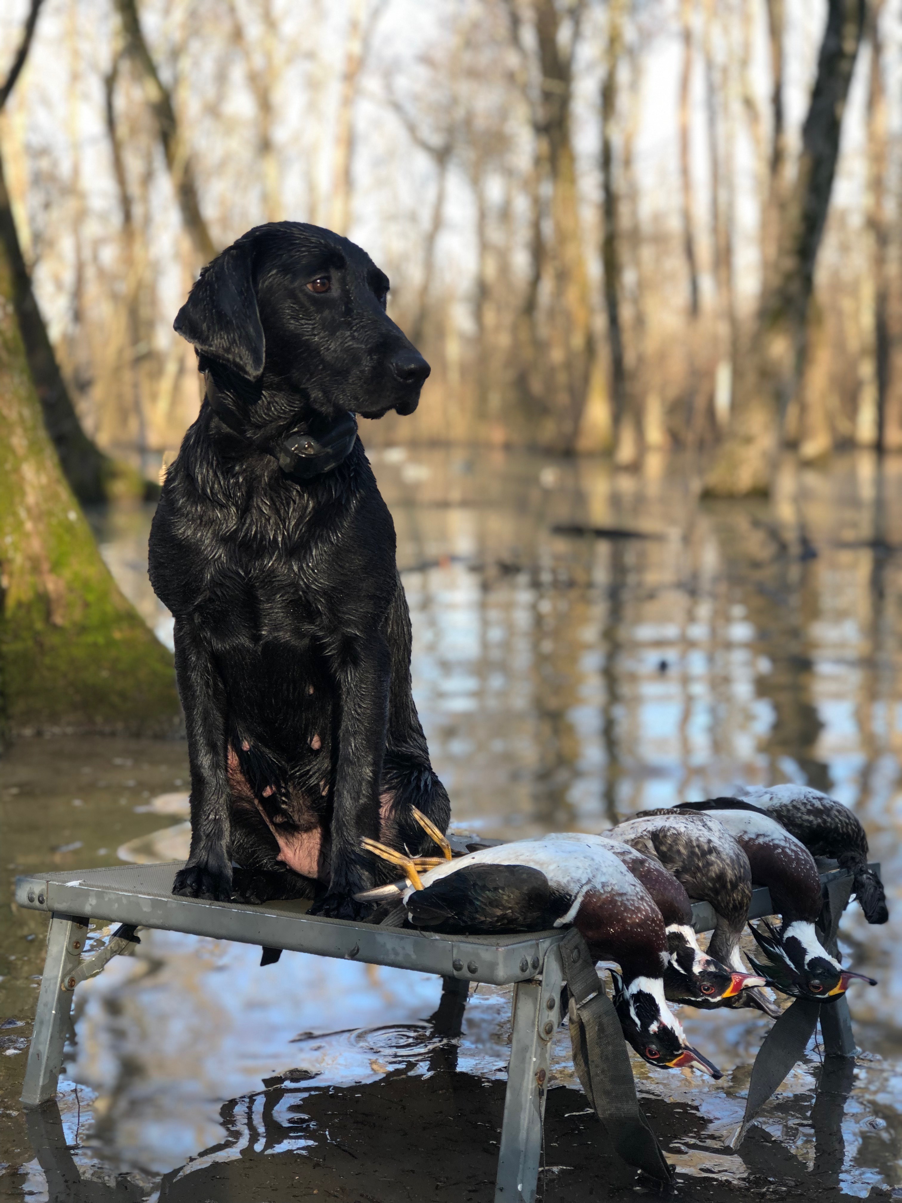 HRCH Blackjack Murphy’s On Fire | Black Labrador Retriver