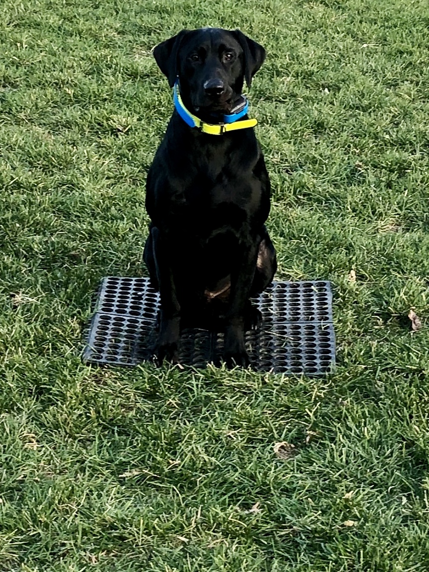 Castile Creeks Zeke Smokin It From The Mound | Black Labrador Retriver