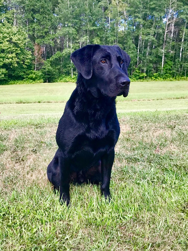 Razor's Acoustic Leader | Black Labrador Retriver