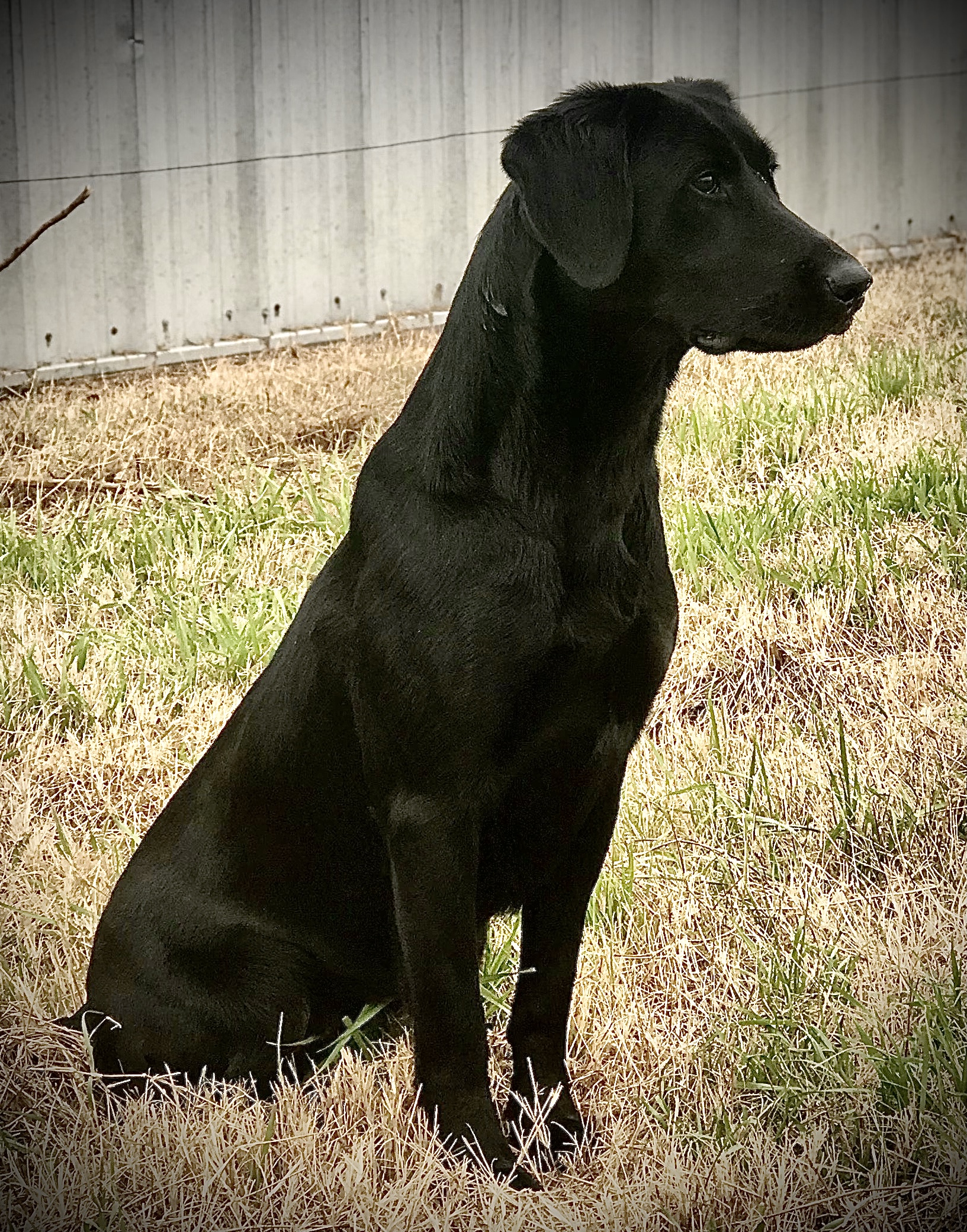 Razor's Fame N Glory | Black Labrador Retriver