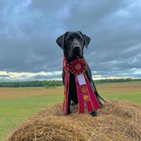 HRCH Ducktown's Johnny Buck'n Cash | Black Labrador Retriver