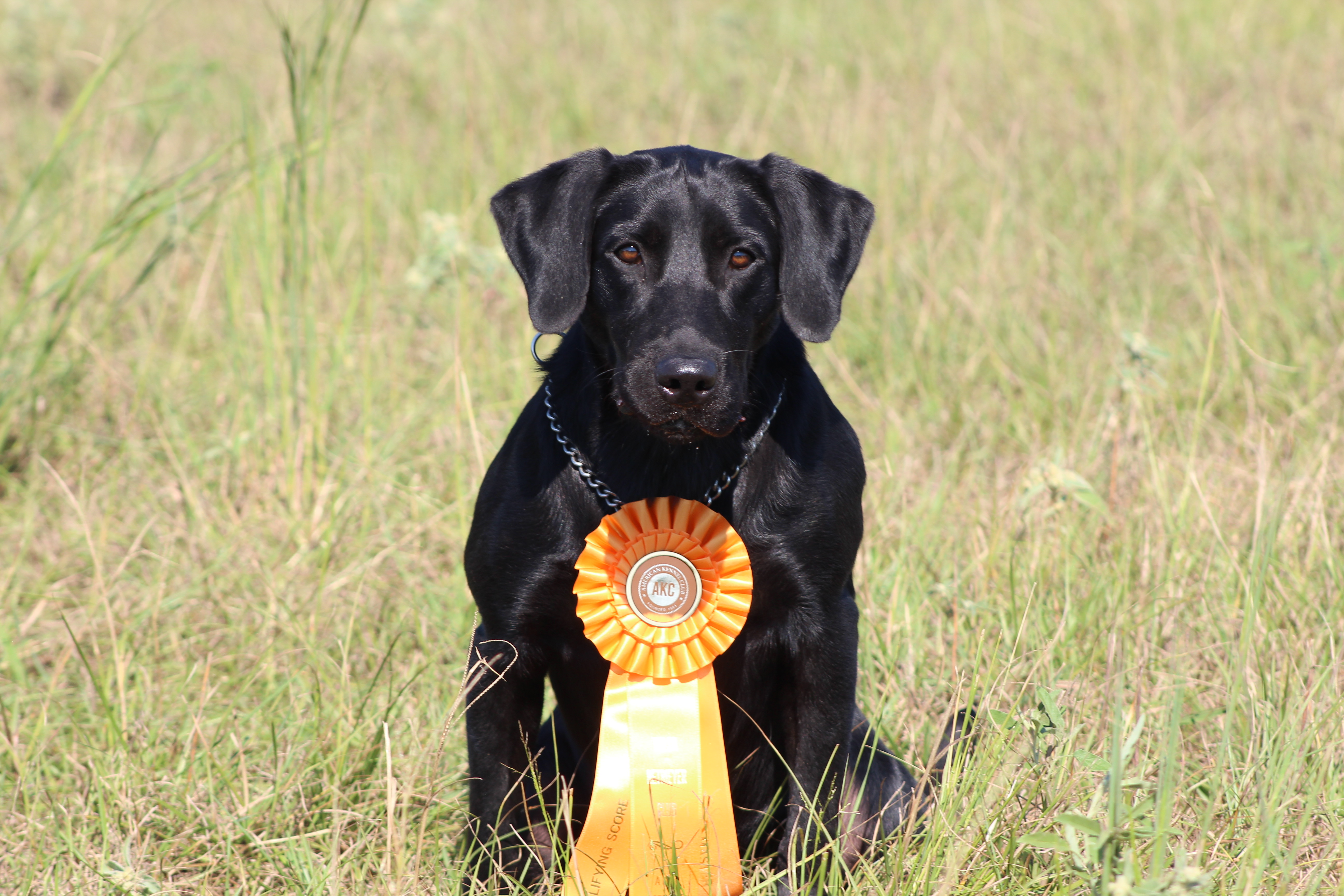 Red Dirt’s Manitoba Slim MH | Black Labrador Retriver