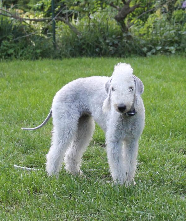 Granlasco Furiolina | Bedlington Terrier 