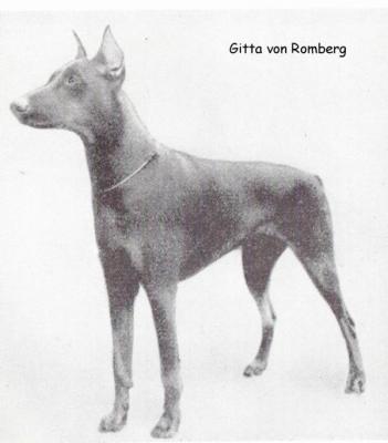 Gitta v. Romberg | Black Doberman Pinscher
