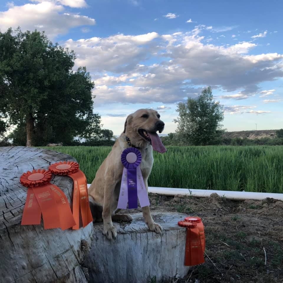 Castlemans Colorado JH | Yellow Labrador Retriver