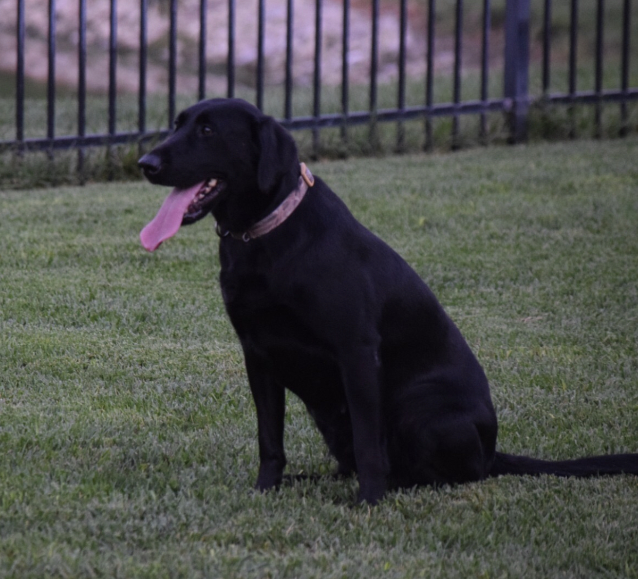 Lincoln Creeks Queen Of The Hunt JH | Black Labrador Retriver