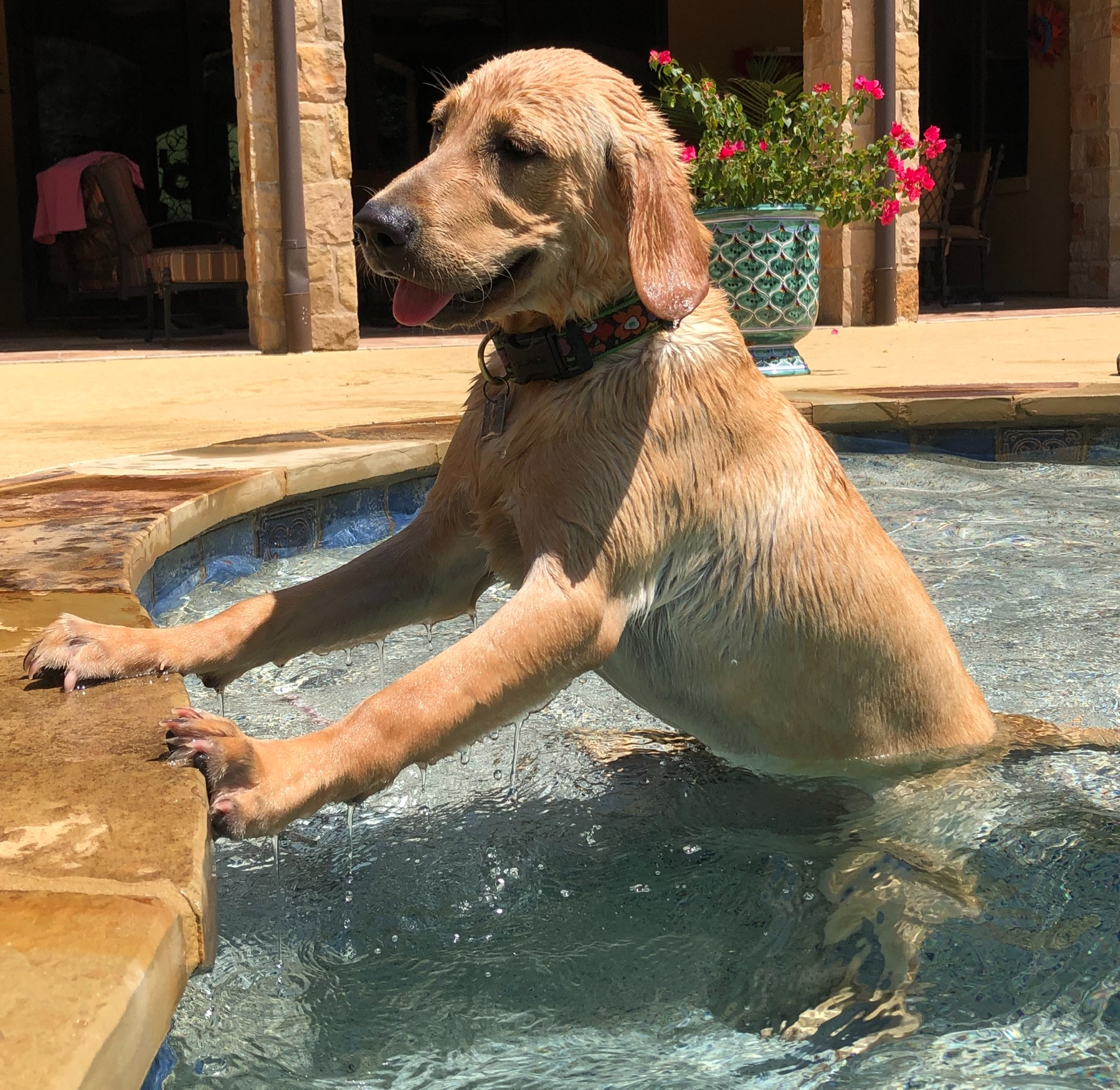 Delta's Yellow Mabry Belle | Yellow Labrador Retriver