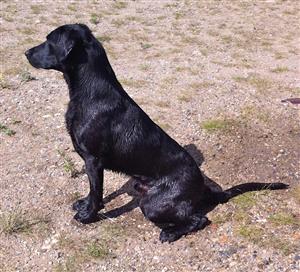 WCX Bluegoose’s Going To Texas MH | Black Labrador Retriver