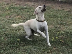 Marley Lone Star Blonde Birdhawk | Yellow Labrador Retriver