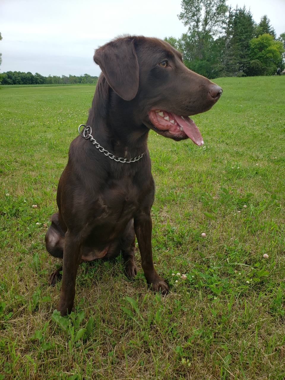 Thief's Last Chance | Chocolate Labrador Retriver