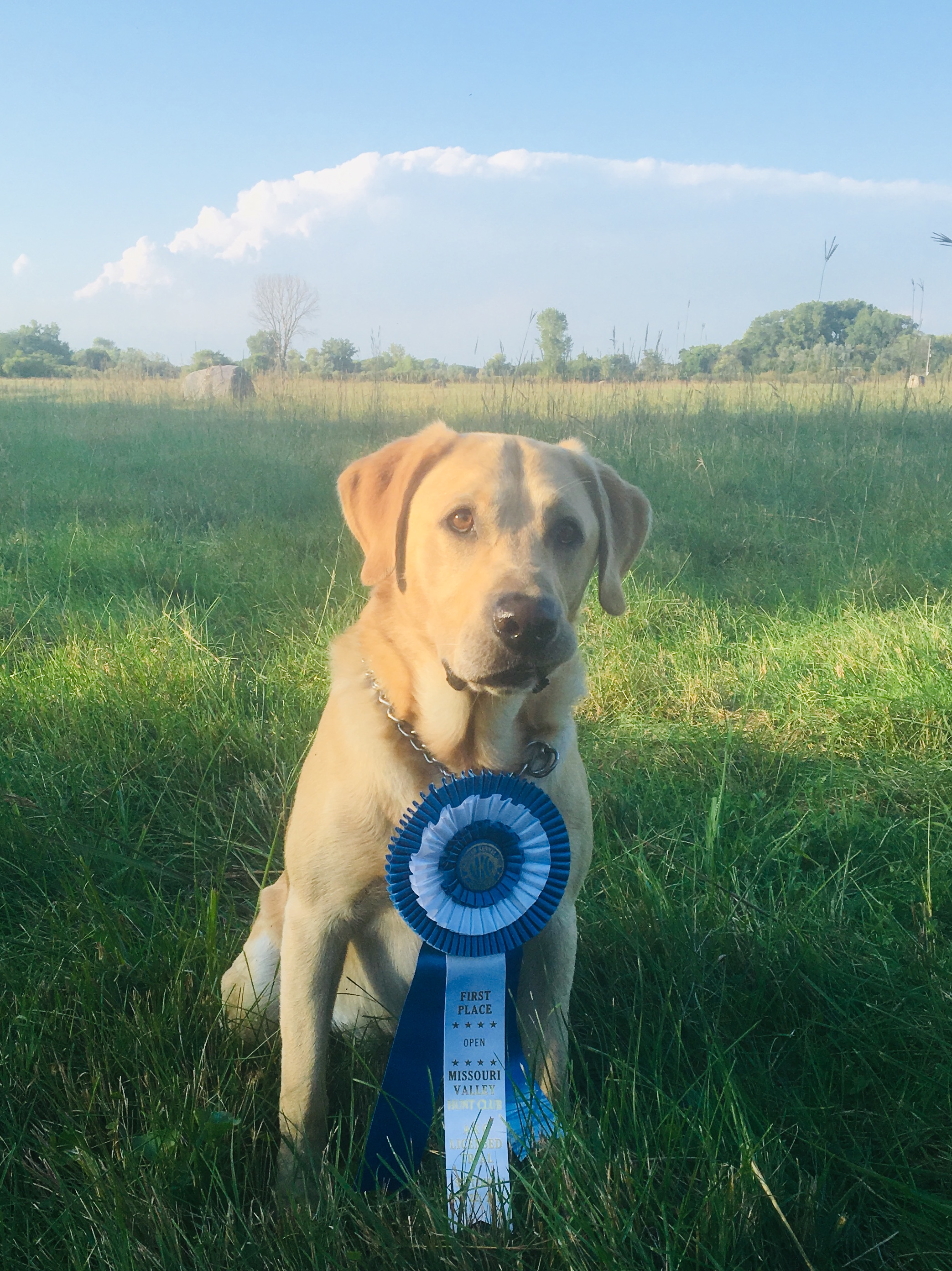 FC HRCH ELLSD's Going On A Trip Grab Ur Camo | Yellow Labrador Retriver