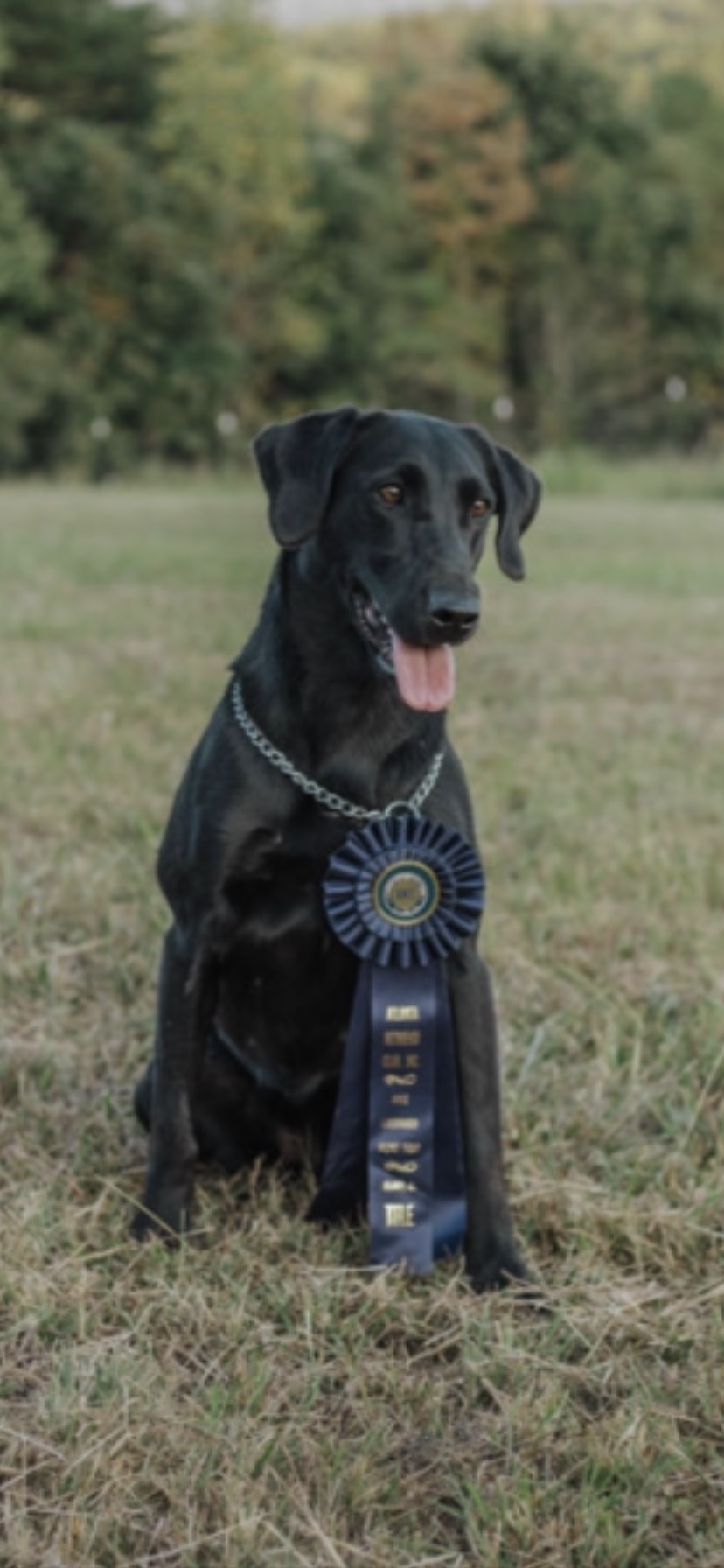 Troublesome Tennessee Teal SH | Black Labrador Retriver