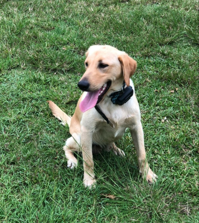 Ares De Fronton | Yellow Labrador Retriver