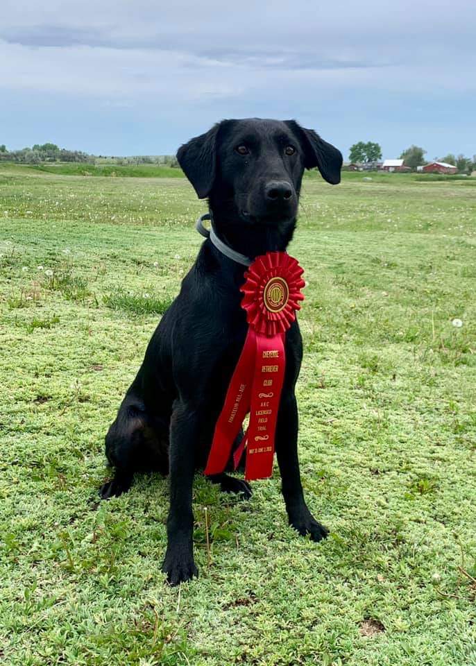 Logan Rivers Little Miss Kimber | Black Labrador Retriver