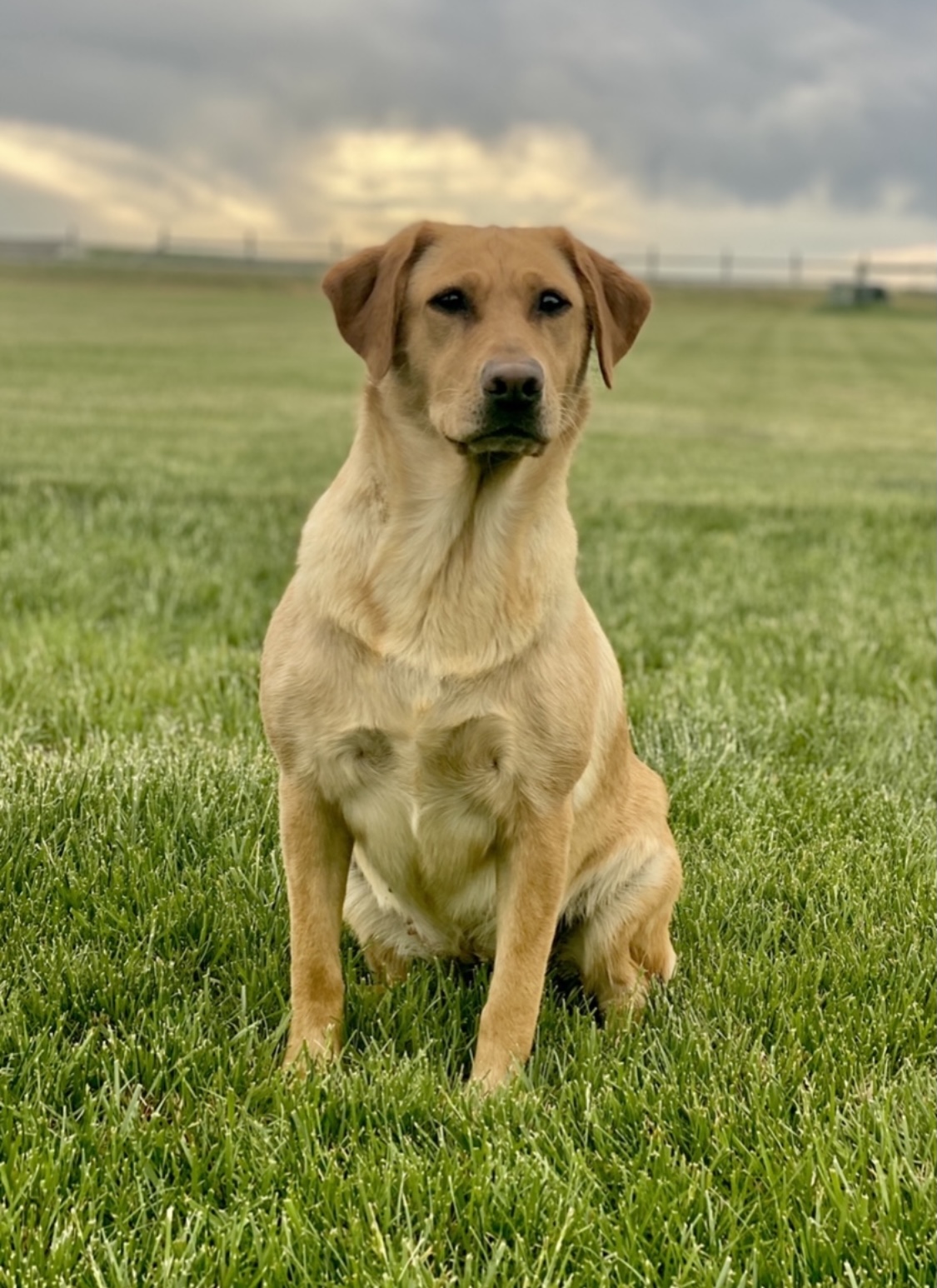 APR Rocky Point's Big Sky Fired Up Harlee | Yellow Labrador Retriver