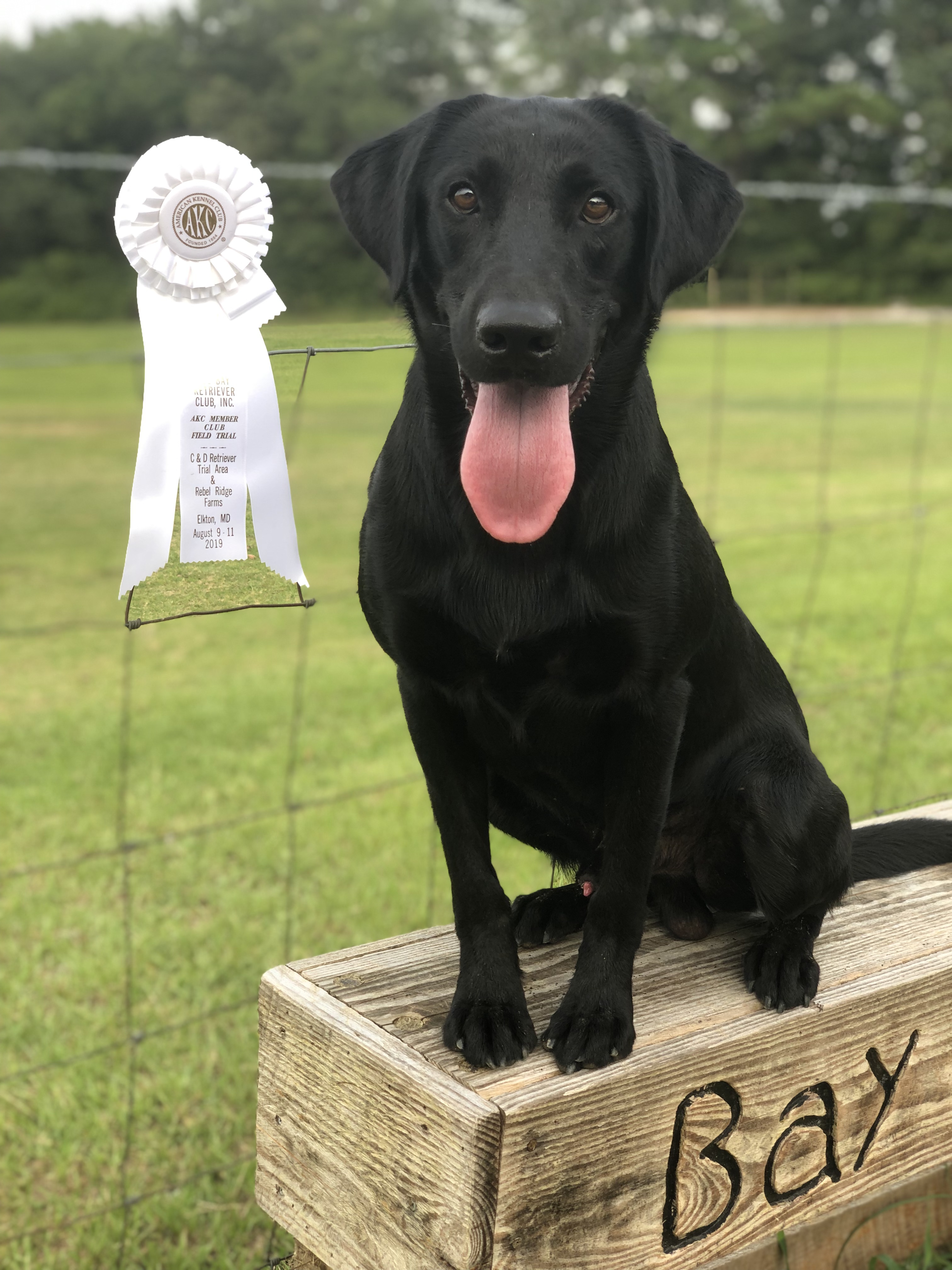 Bay Creek’s Carbon Copy Of Mischief MH | Black Labrador Retriver