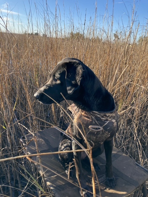 Jazz’s Baby Blues | Black Labrador Retriver