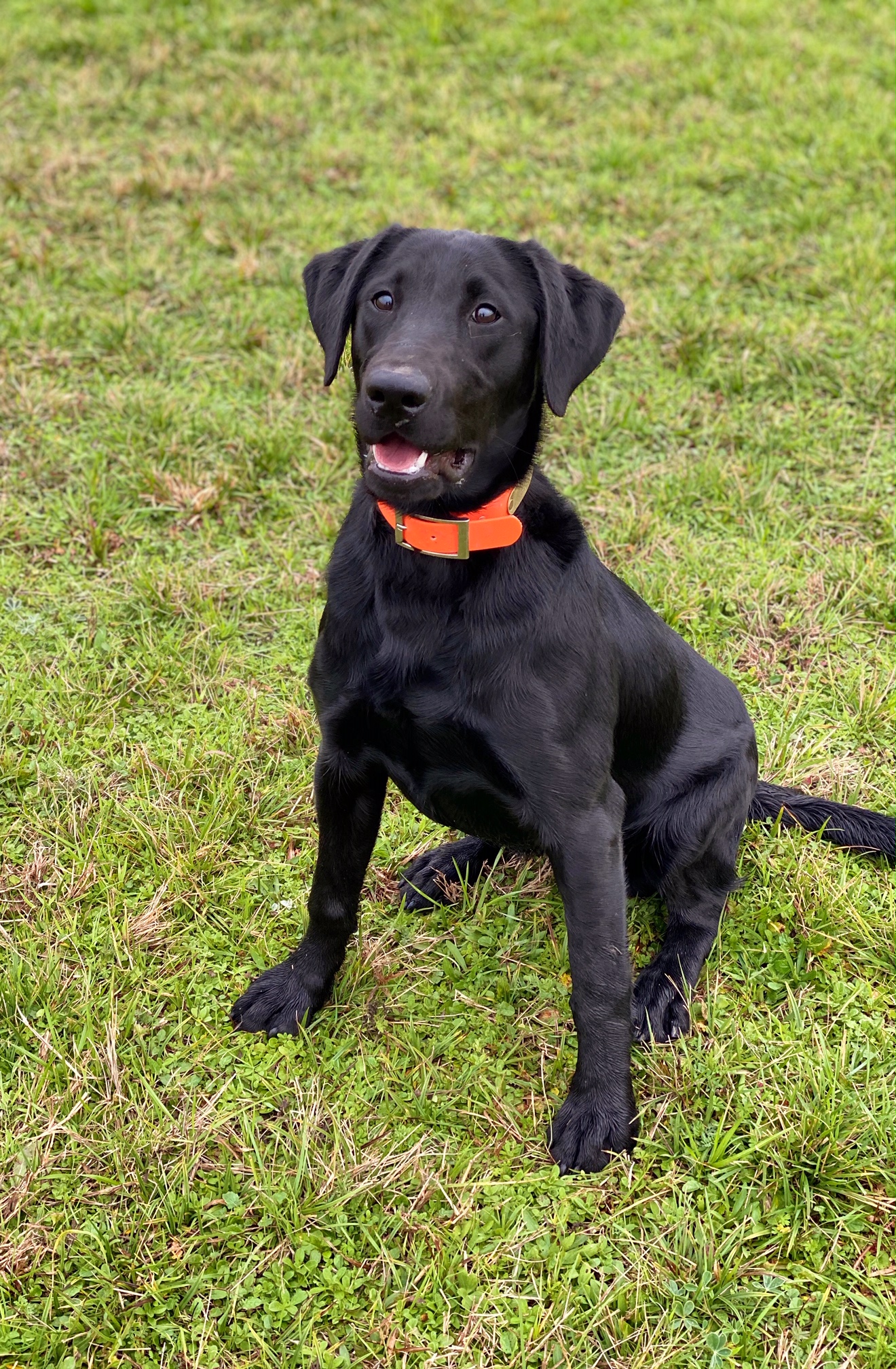 Rio Retrievers Dark Side Of The Moon | Black Labrador Retriver