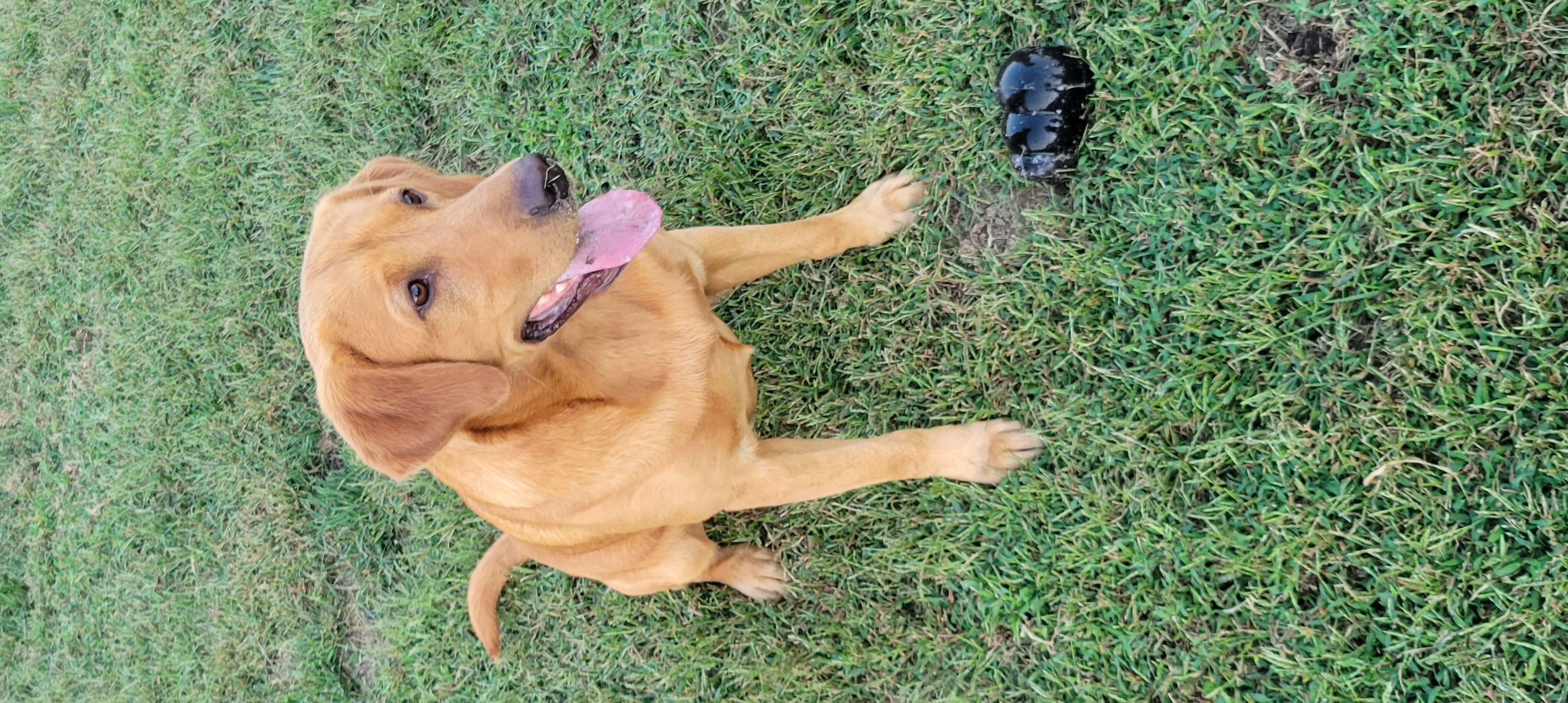 Sunflowers Journey Thru The Stars With Lokie | Yellow Labrador Retriver