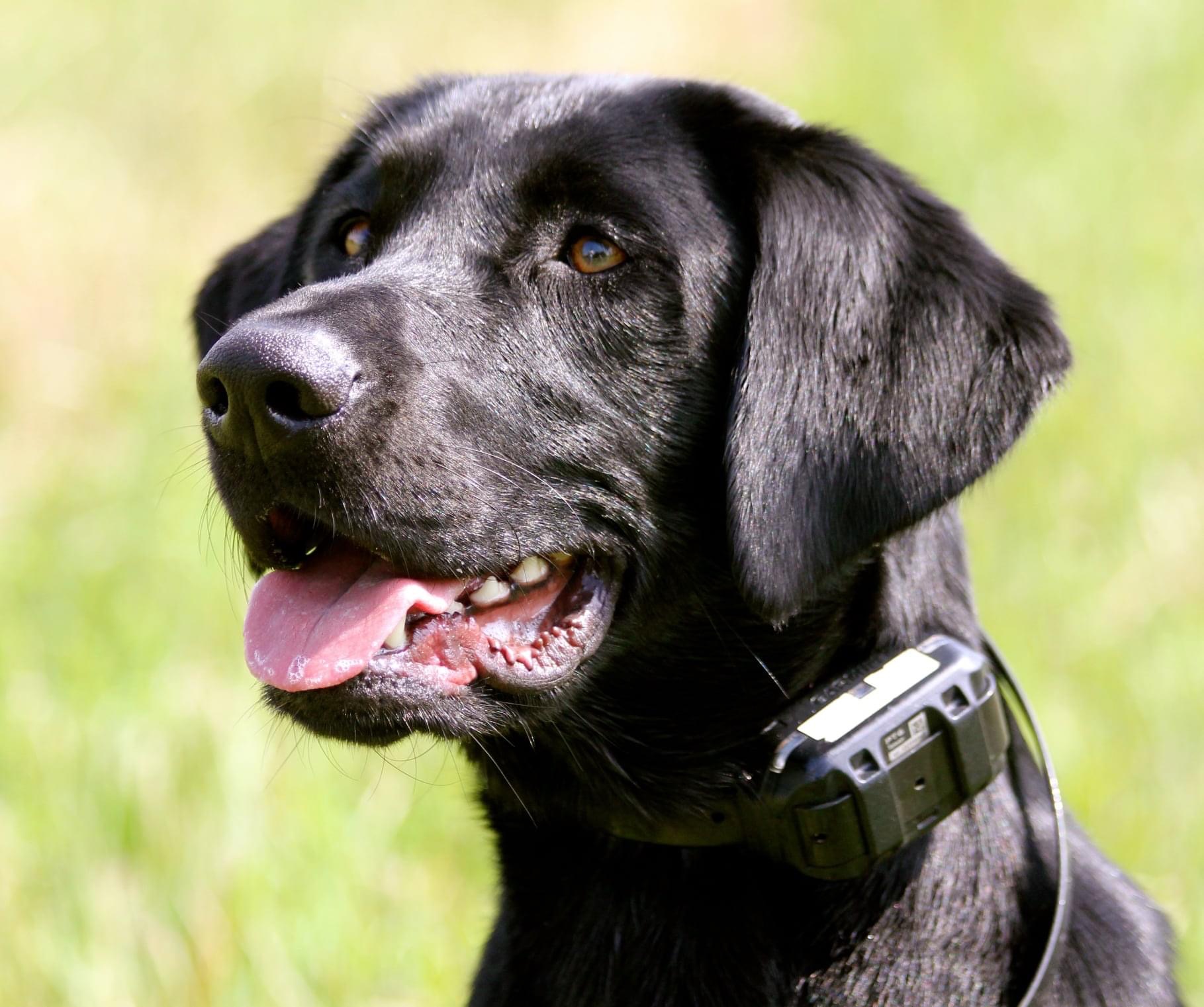 St. John's Perfect Storm WC | Black Labrador Retriver