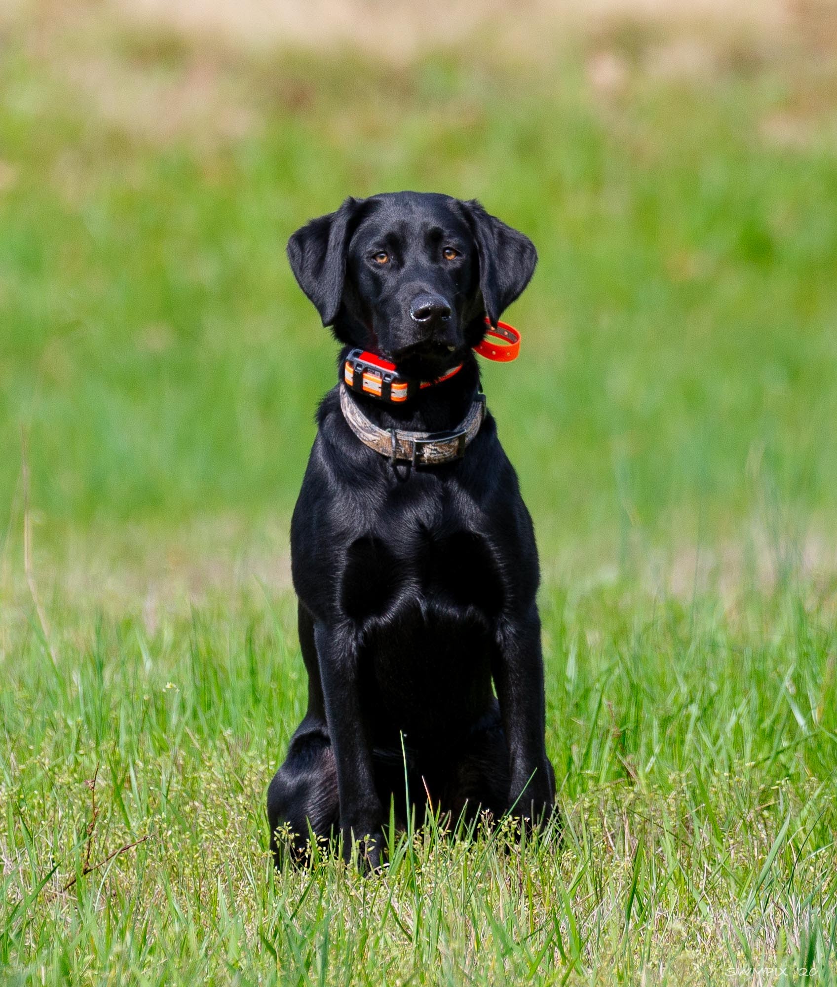 St. John's Perfect Storm WC | Black Labrador Retriver