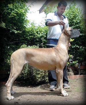Amasa Regents Dvine Rite | Great Dane 