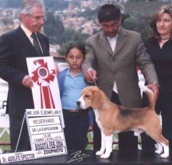 LANGEHREN DUSTIN HOFFMAN | Beagle 