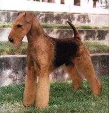 Terrydale's Int'l Affair | Airedale Terrier 