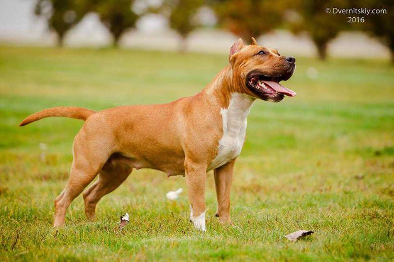 Sugar Baby De M'A'M | American Staffordshire Terrier 
