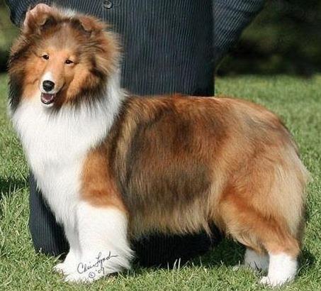 PaRay's Posh Spice | Shetland Sheepdog 