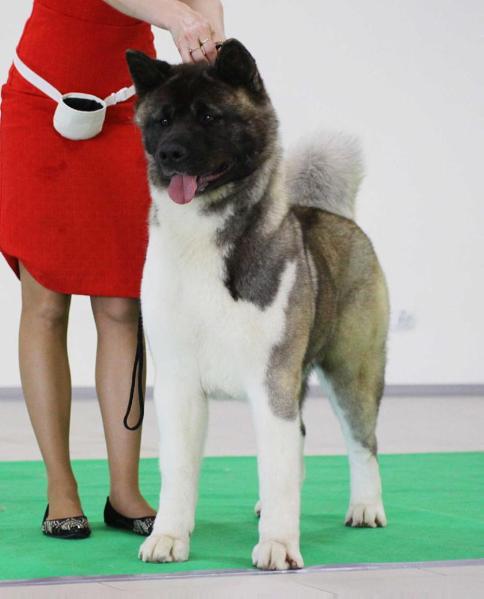 Triumf Sibiri Margosha | Akita 