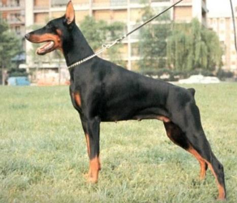 Lema di Campovalano | Black Doberman Pinscher