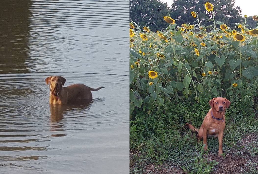 Pearl's Sunset Red Chloe | Yellow Labrador Retriver