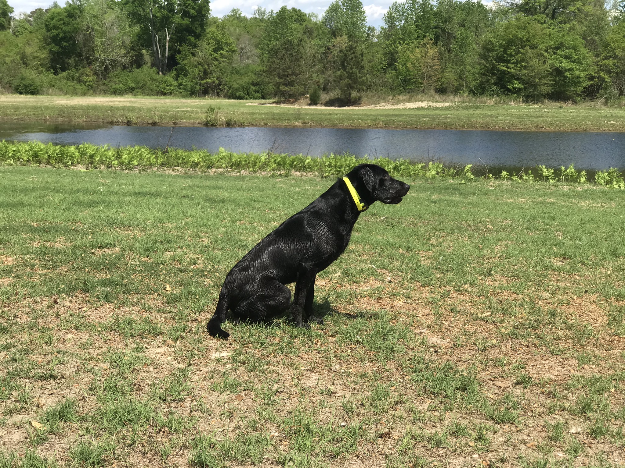 Howey Do Dat? | Black Labrador Retriver