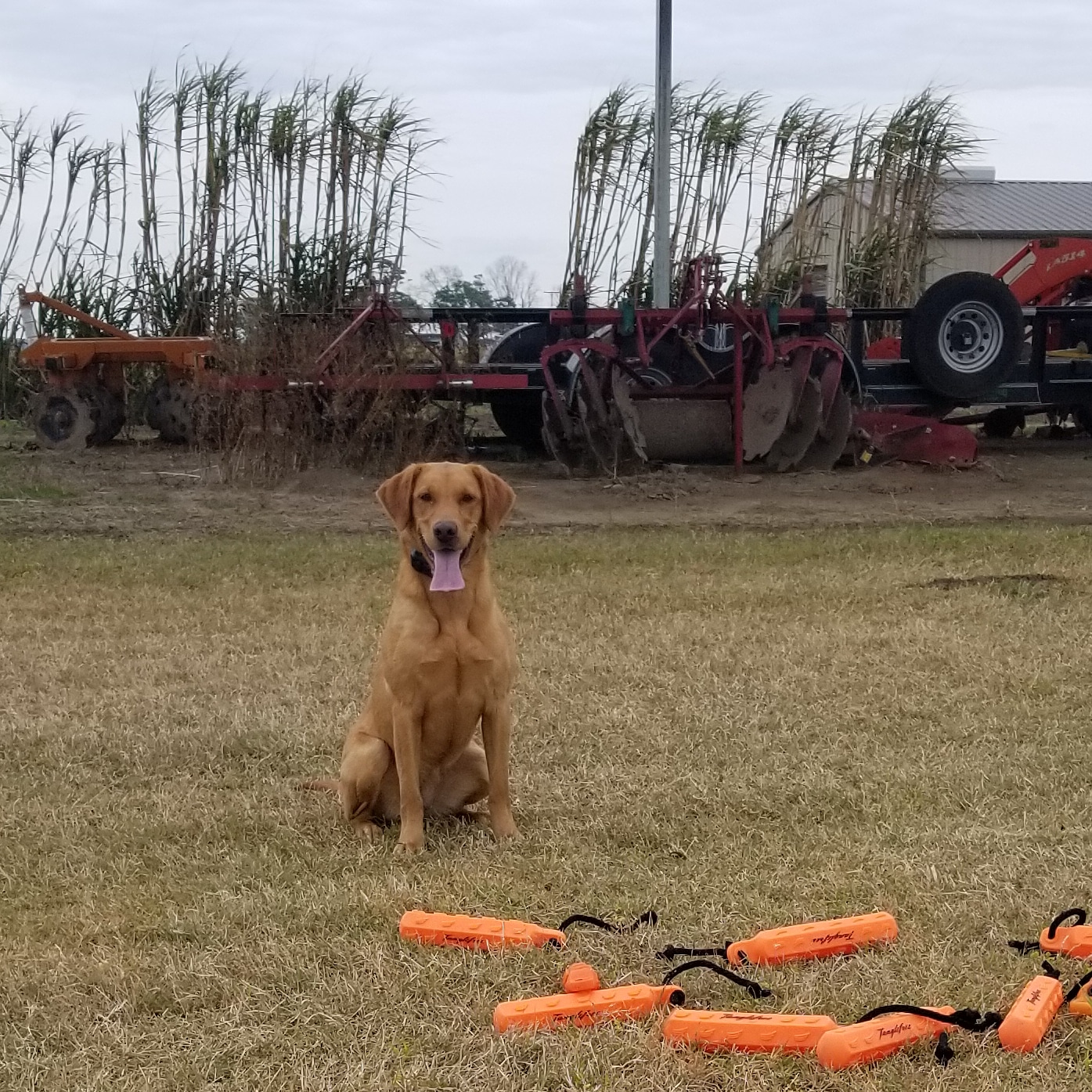 HRCH Cavalier's Lady Wild Rose | Yellow Labrador Retriver