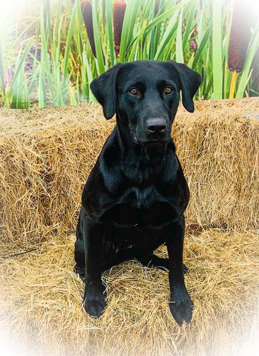 HRCH Y-Farms Burning Ring of Fire SH | Black Labrador Retriver