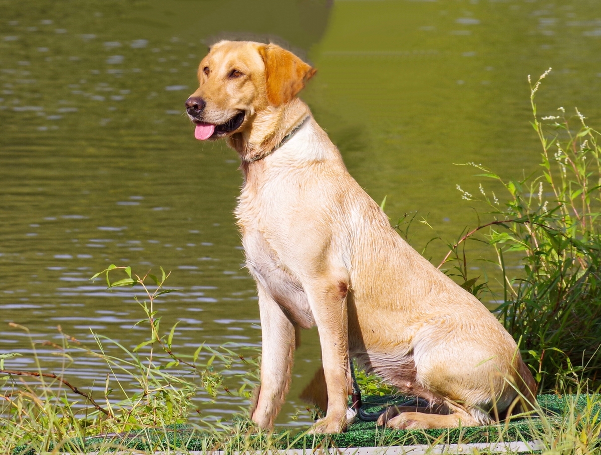 SHR Y-Farms Maddie's Gift Of Life JH | Yellow Labrador Retriver