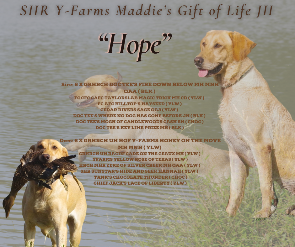 SHR Y-Farms Maddie's Gift Of Life JH | Yellow Labrador Retriver