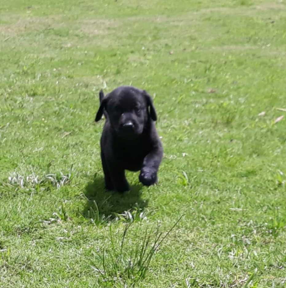 Chiva Gemelos | Black Labrador Retriver