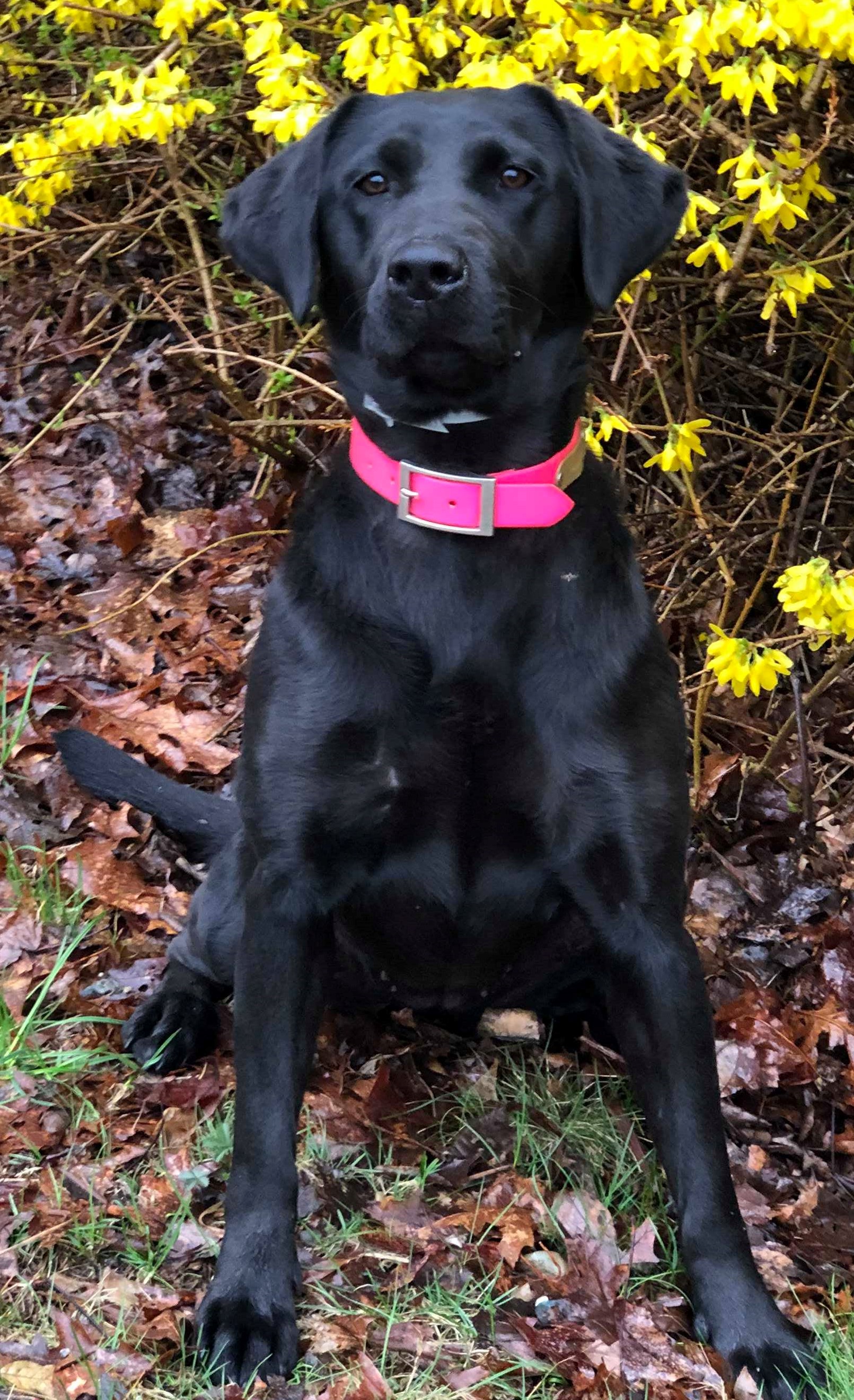 Wind'ems Green Winged Teal | Black Labrador Retriver